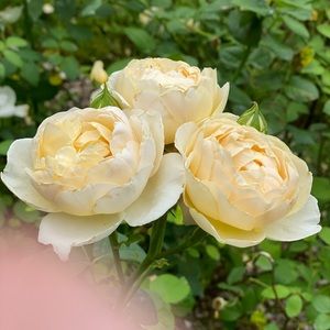 Meet your Posher, Chan